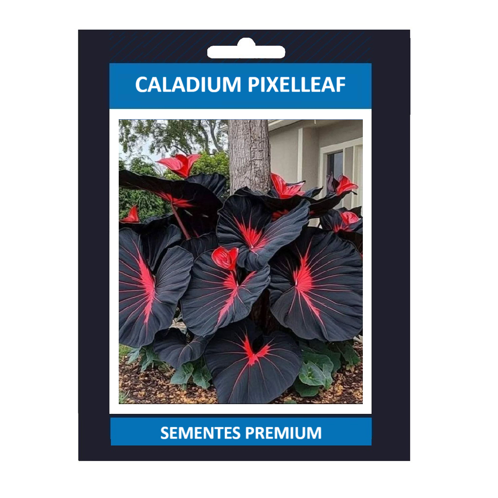 ENVIO SUPER RÁPIDO Caladium Pixelleaf 100 Semente