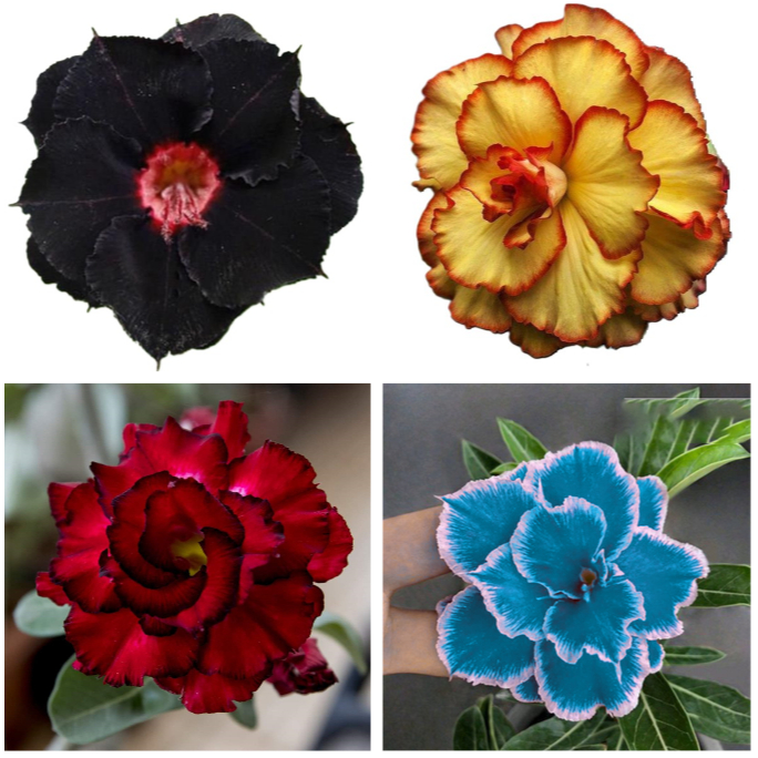 100 Tipos Rosa do Deserto Raras Triplas/ Dobradas 