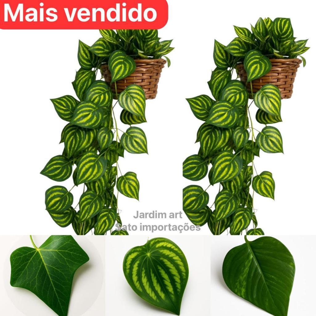 Kit : 3 Trepadeira de Folha De HERA +  1 Vaso Tran