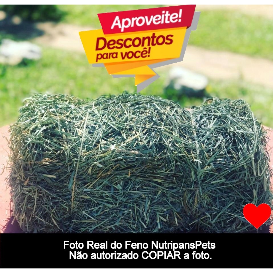 3kg Feno Tifton selecionado premium fresco verde c