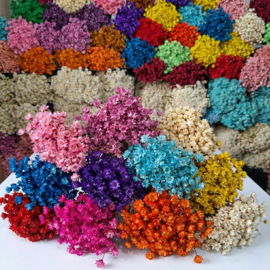 Flor Sempre-Viva Premium 200/400/800 | Flores Desi