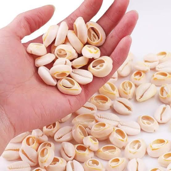 Búzio Natural Cortado Para Artesanato Varias Mode