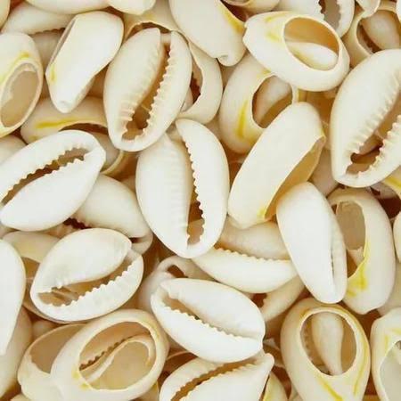 Búzio Natural Cortado Para Artesanato Varias Mode