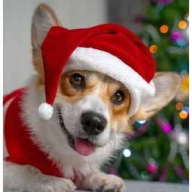 Gorro De Natal Pet Para Gatos E Cachorros