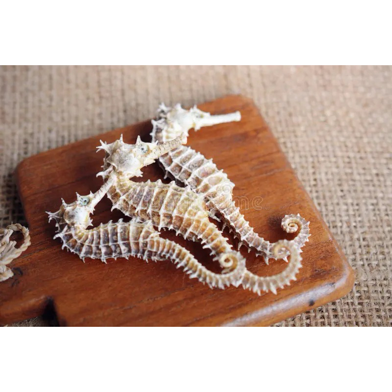 CAVALO-MARINHO NATURAL  Guardião das Profundezas,