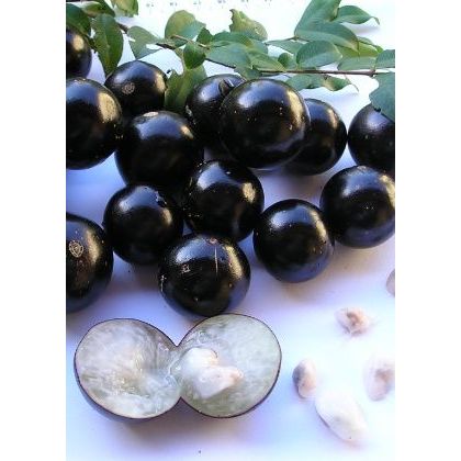 Muda de Jabuticaba Hibrida- A MAIS DOCE- PRODUZ R