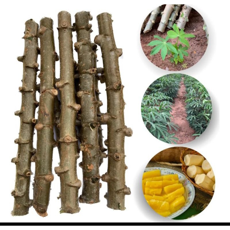 Kit com 15 mudas de mandiocaCacau Manteiga Difíci