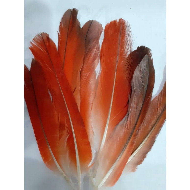 Kit Com 2 Penas Ekòdidé