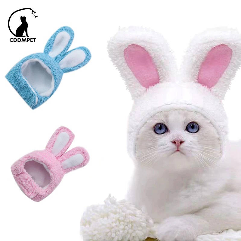 Engraçado Gato De Chapéu Orelhas De Coelho Gatos