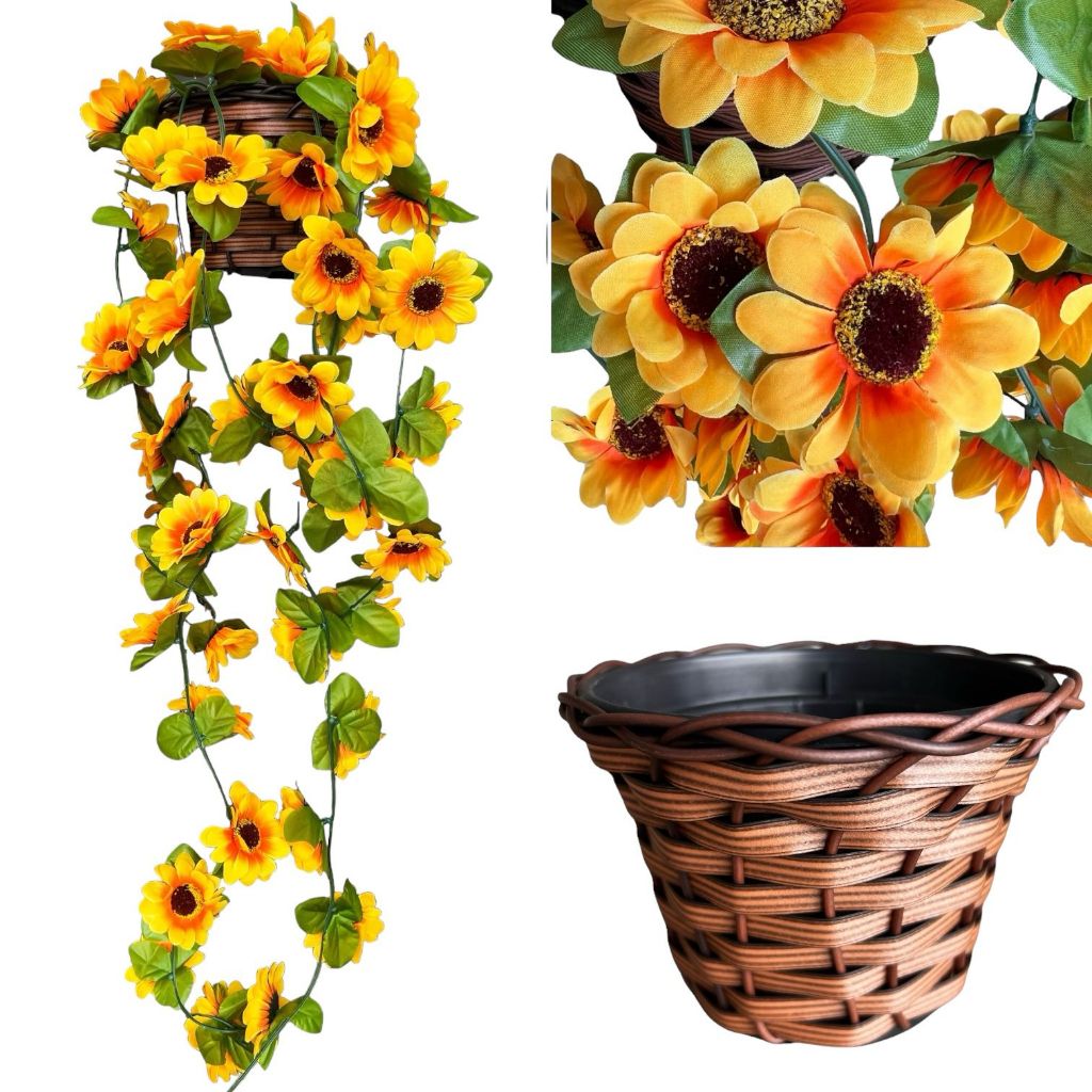 Arranjo GRANDE c/ 2 Trepadeira GIRASSOL + Vaso Tra