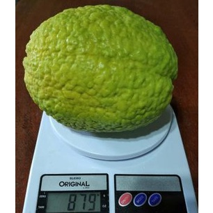 20 Sementes goiaba tailandesa gigante