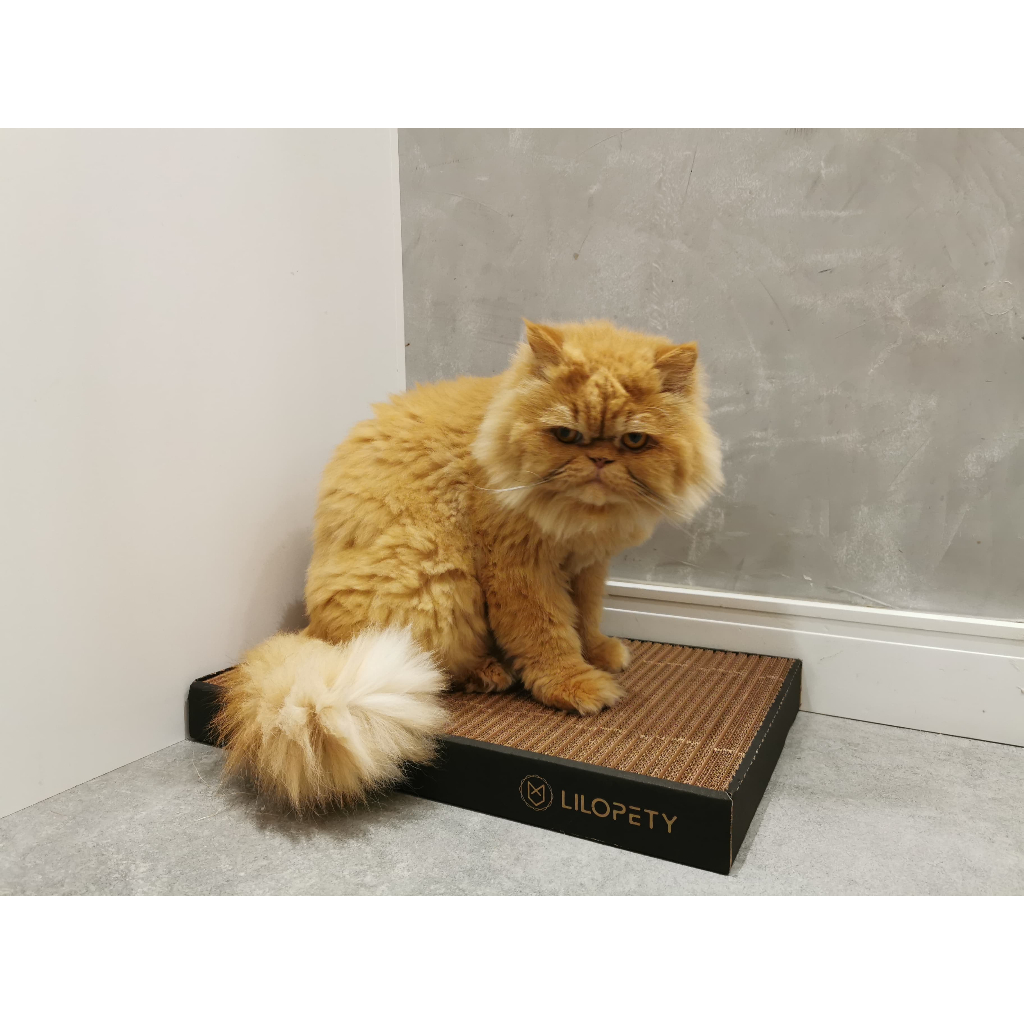 Arranhador para Gato Papelão Biodegradável Brinq