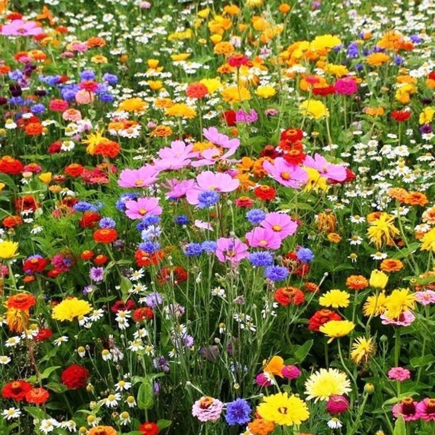 Imperdivel Mix 100 Sementes de Flores Sortidas 