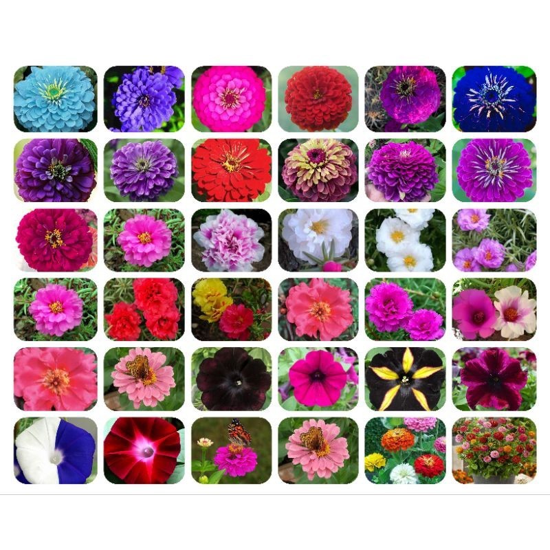 100 Sementes Onze Horas Dobradas Cores raras.