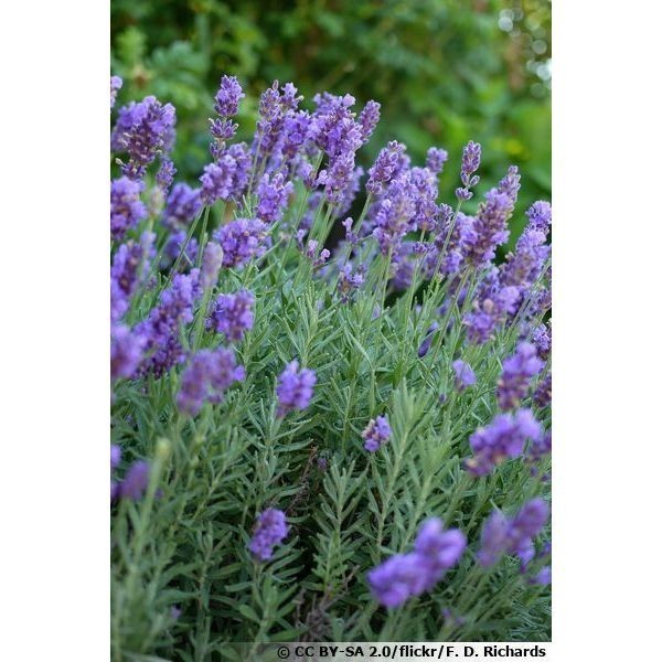 100 sementes lavanda com manual de cultivo pronta 