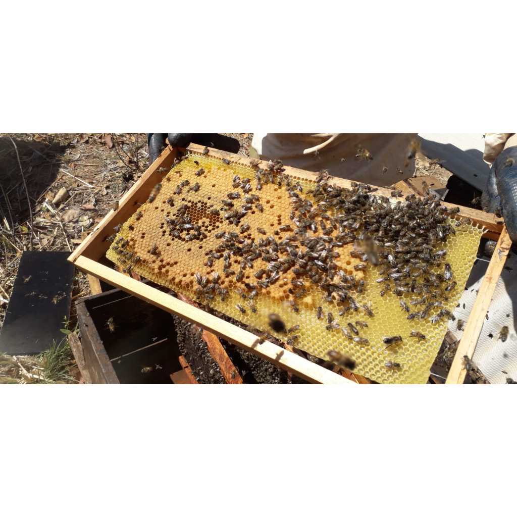 Cera de abelha alveolada 100% pura 1 KG