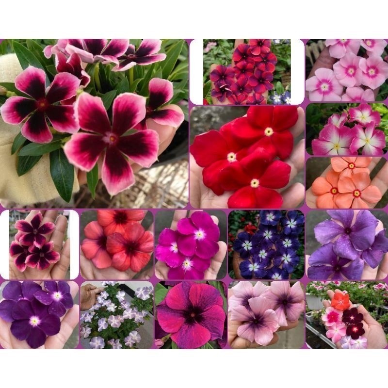 50 Sementes Vincas Madagascar Multicoloridas Cores