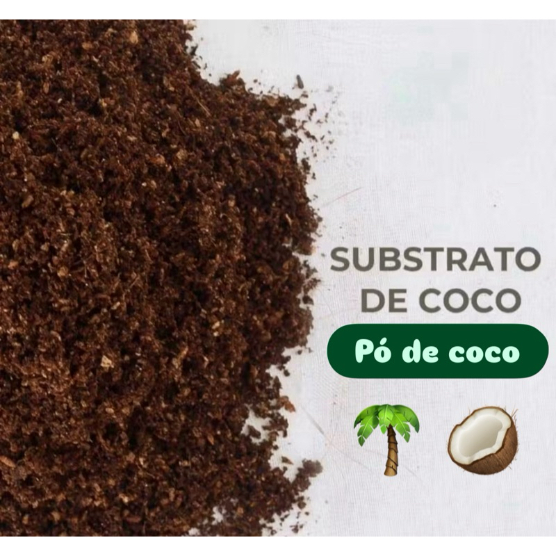 Pó de coco Plantio Germinação Cultivo Jardinage