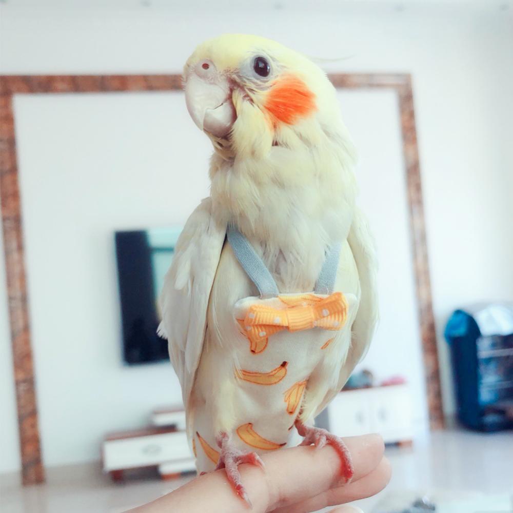 HW Papagaio Fralda Vôo Terno Roupas Periquito Pom