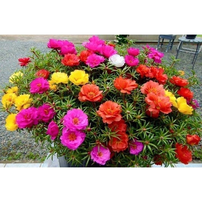 520 Sementes de Onze Horas Cores especiais Exótic