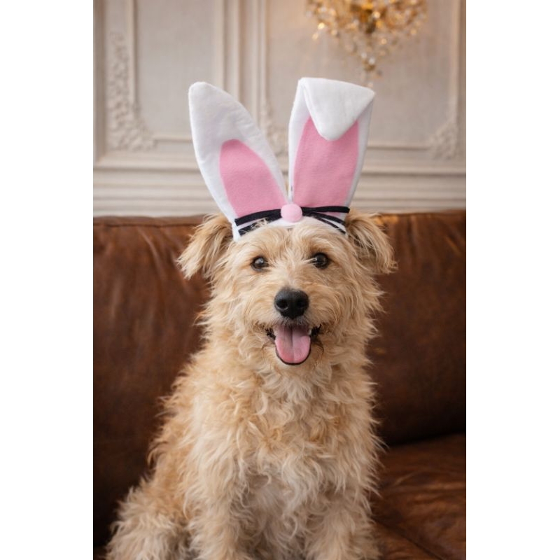 Tiara Pet Orelha de Coelho Páscoa Cachorro Ajust�