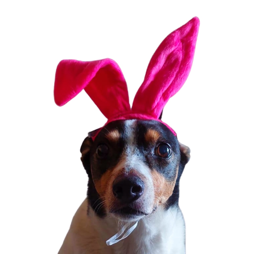 Orelha Orelhinha de Coelho Páscoa Para Cachorro e
