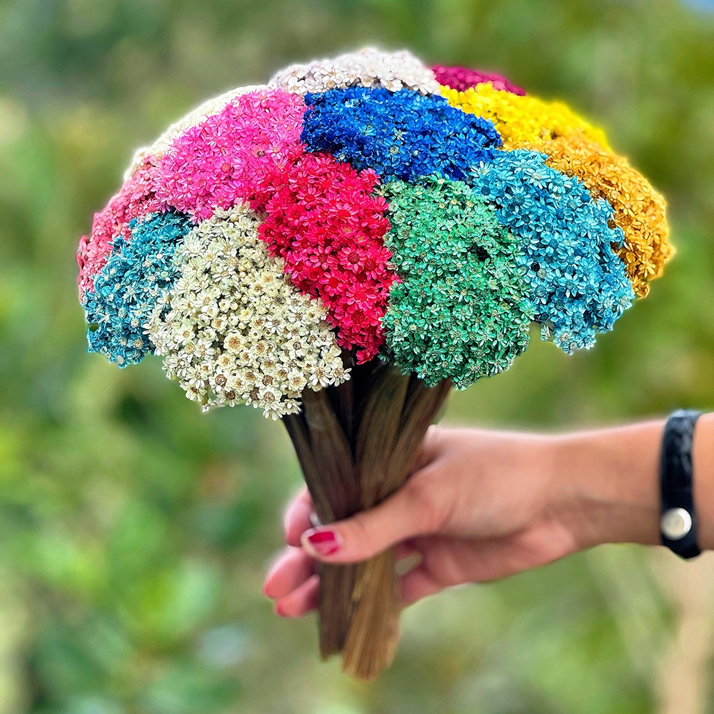 Sempre vivas – 750 unidades – COLORIDA