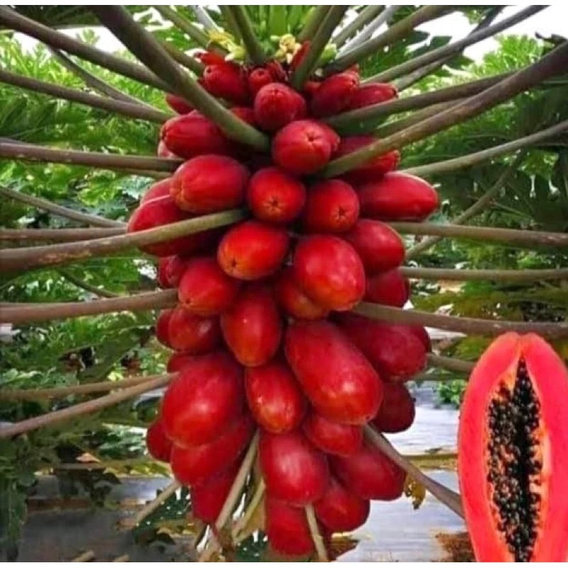 10 Sementes de Mamão Vermelho Taiwanês  Variedad