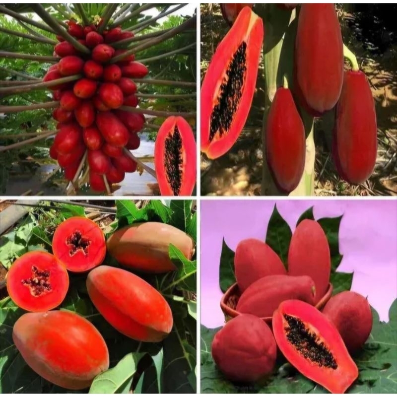 Sementes de Mamão Vermelho Gigante – Frutos