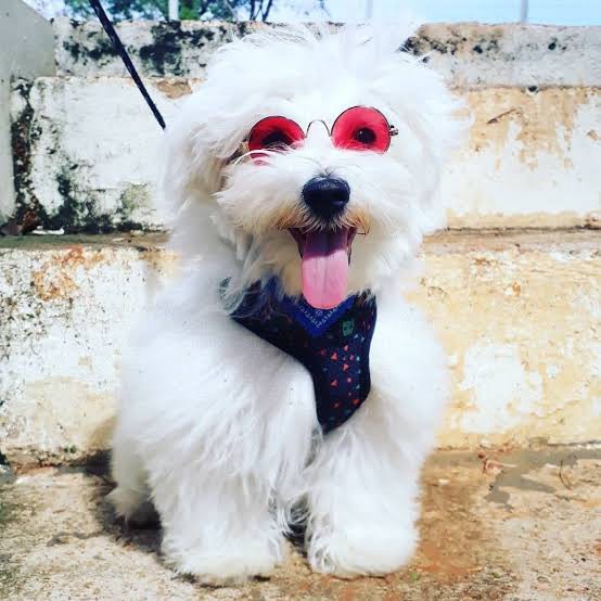 óculos pet