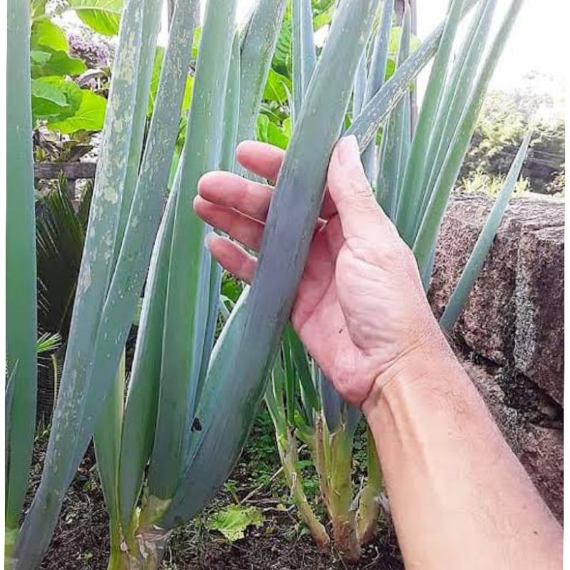 20 Sementes de Cebolinha Gigante Nebuka  Folhas Gr