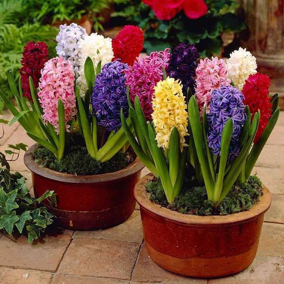 beleza natural Rara 300 sements jacinto cores vari