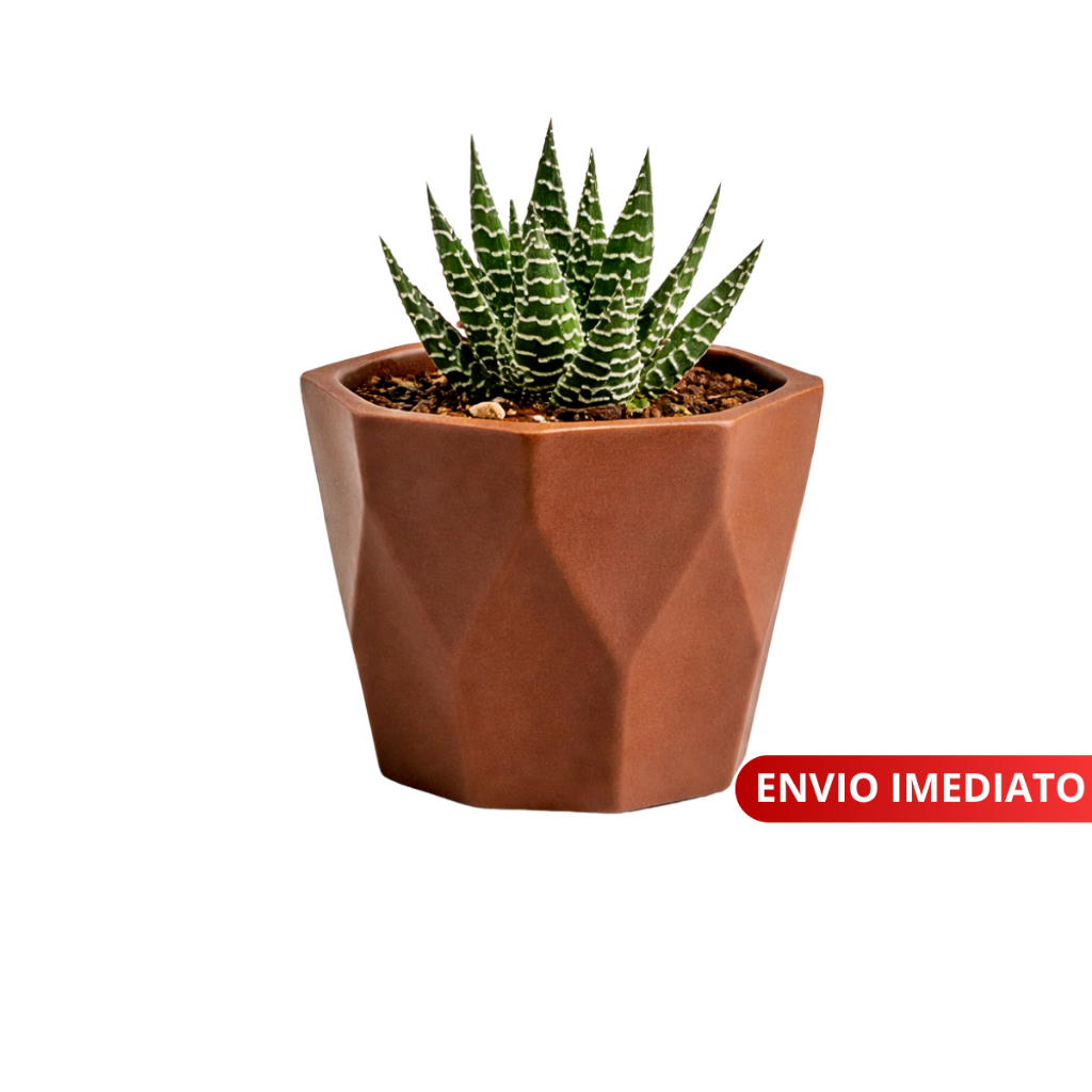 Mini Vasinho cachepot Decorativos para suculentas,