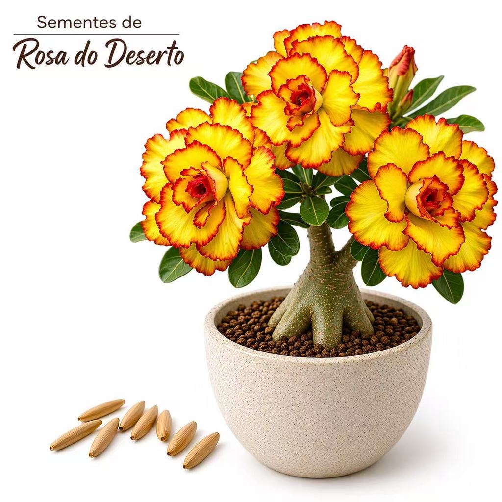 Rara 5 Sementes de Rosa do Deserto Amarela Grandes